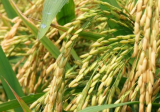水稻二化螟的危害癥狀及防治方法